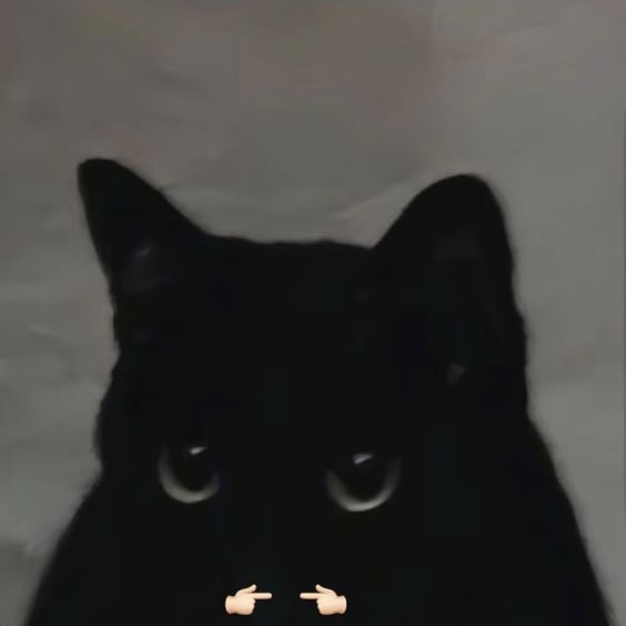 Punch Cat tweet media