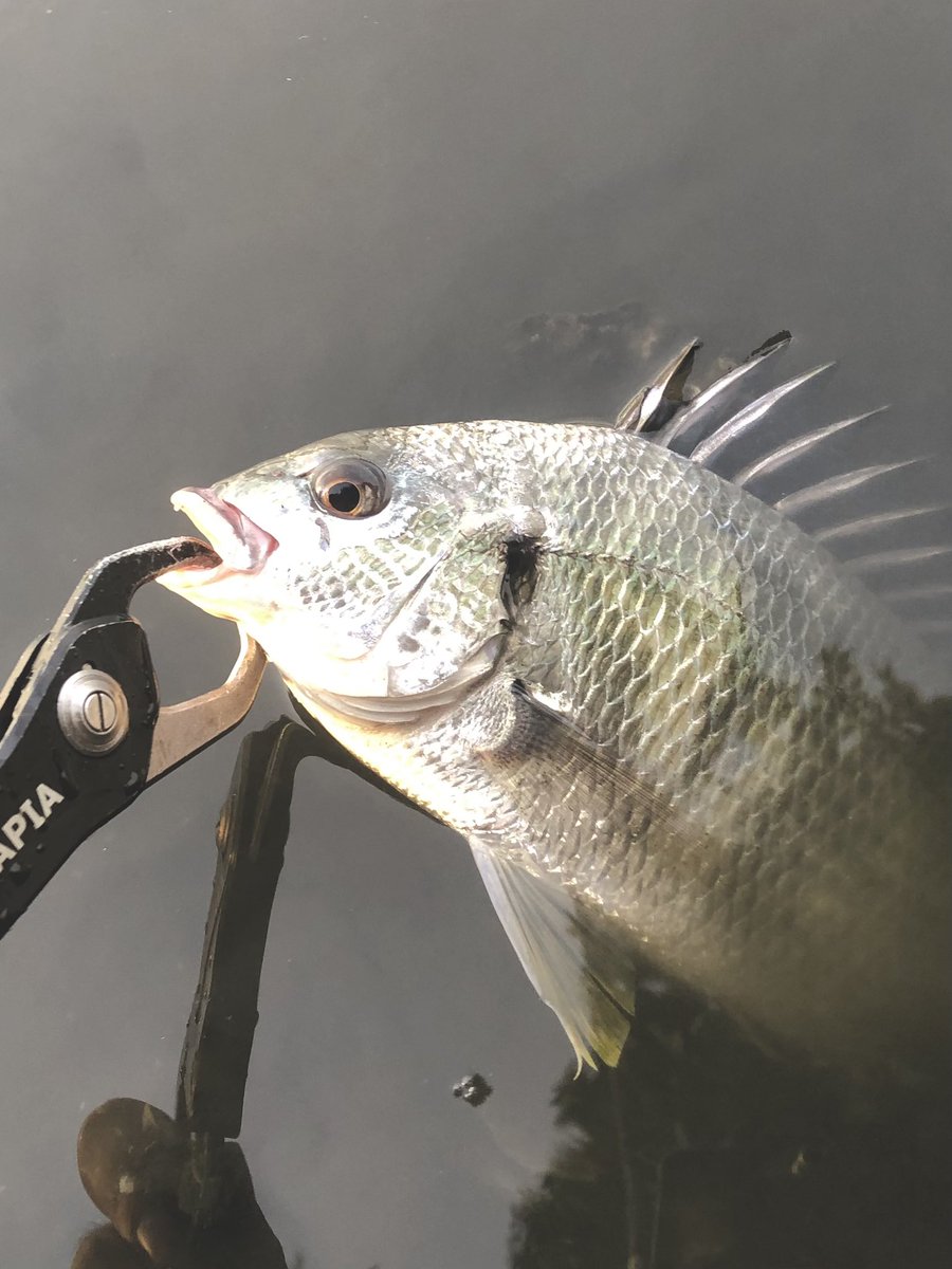 yuuki08031214's tweet photo. 久々釣行
とりあえずいつもの2魚種
＃Fishman_BC 
＃24スティーズ
＃VARIVAS https://t.co/Hu0mW44d63