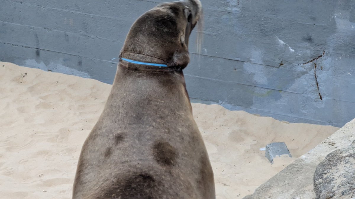 NathanCWaters's tweet photo. @TMMC does this fall into your lane? Harbor seal with nylon or plastic around its neck at San Carlos Beach Park, Monterey, CA. https://t.co/d9JkmG6h6t