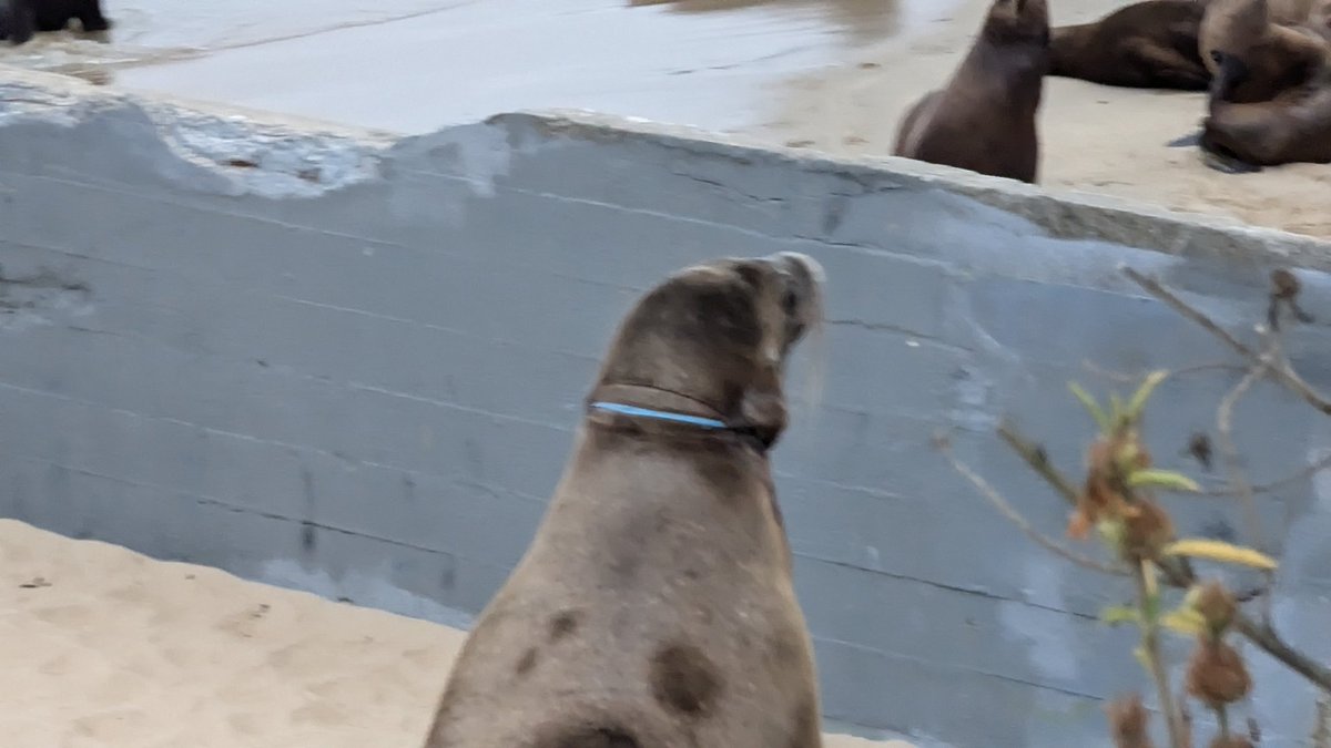 NathanCWaters's tweet photo. @TMMC does this fall into your lane? Harbor seal with nylon or plastic around its neck at San Carlos Beach Park, Monterey, CA. https://t.co/d9JkmG6h6t