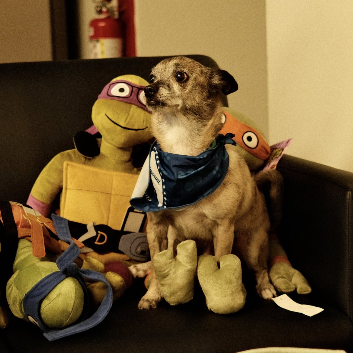 @ajoustra.bsky.social (@ajoustra) on Twitter photo It was dog day at Paramount so we got to chill with some radical puppers. It was dog day at Paramount so we got to chill with some radical puppers.