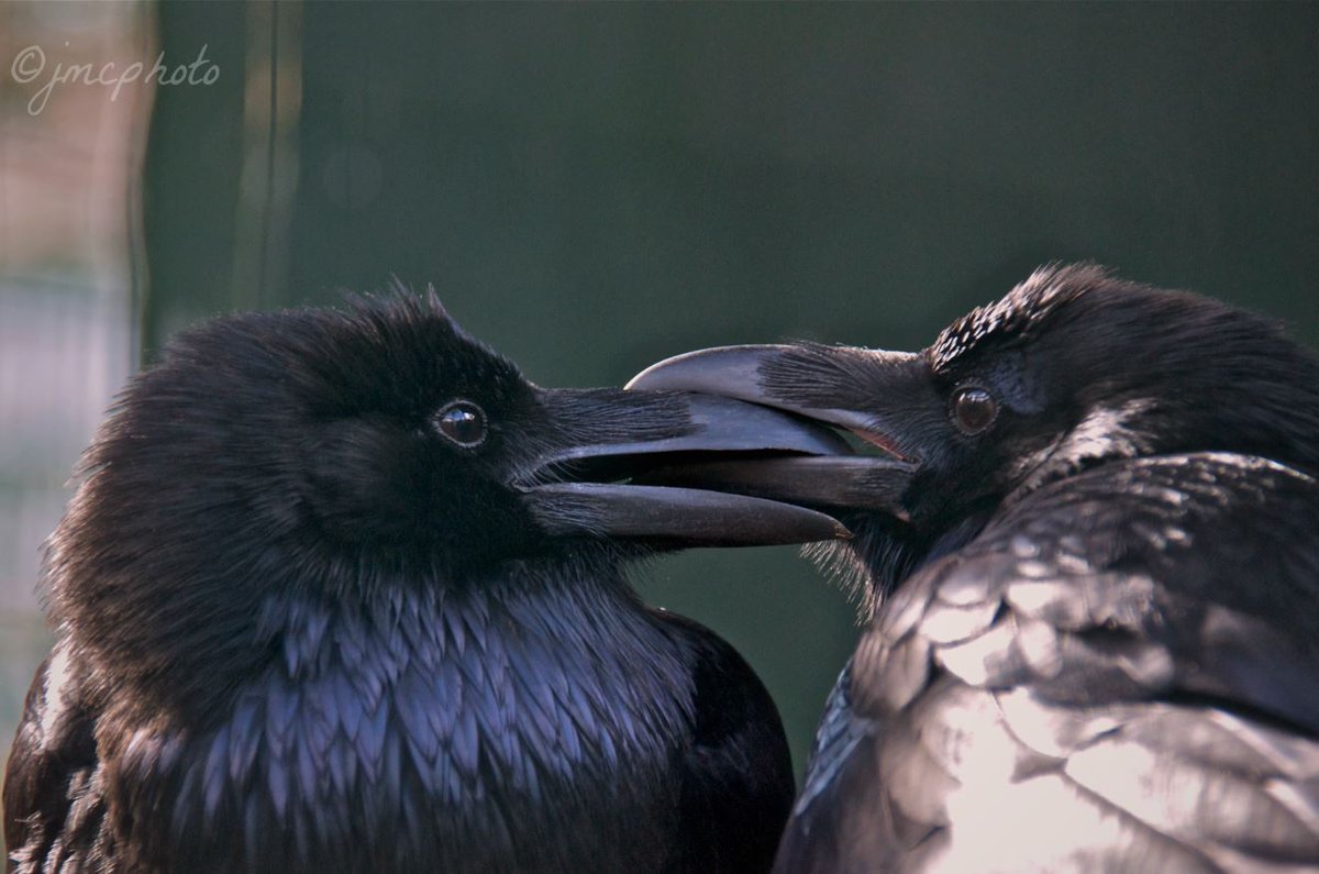 DailyCorvids's tweet photo. Hey bird furries!

*does this to u* https://t.co/jqvsCSSNVD