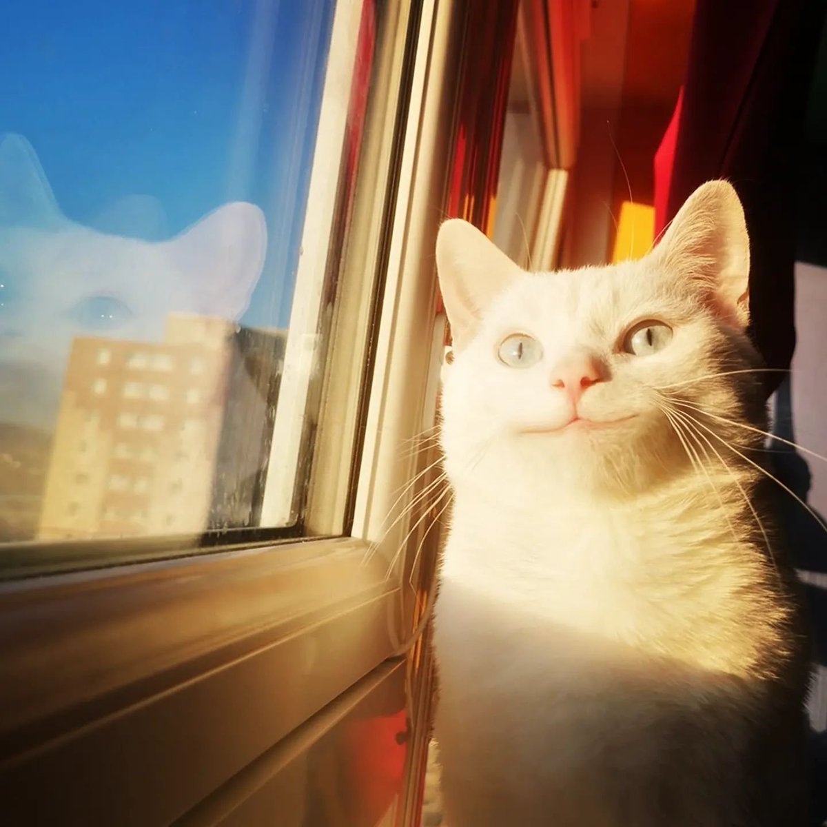 Polite Cat 😼 tweet media