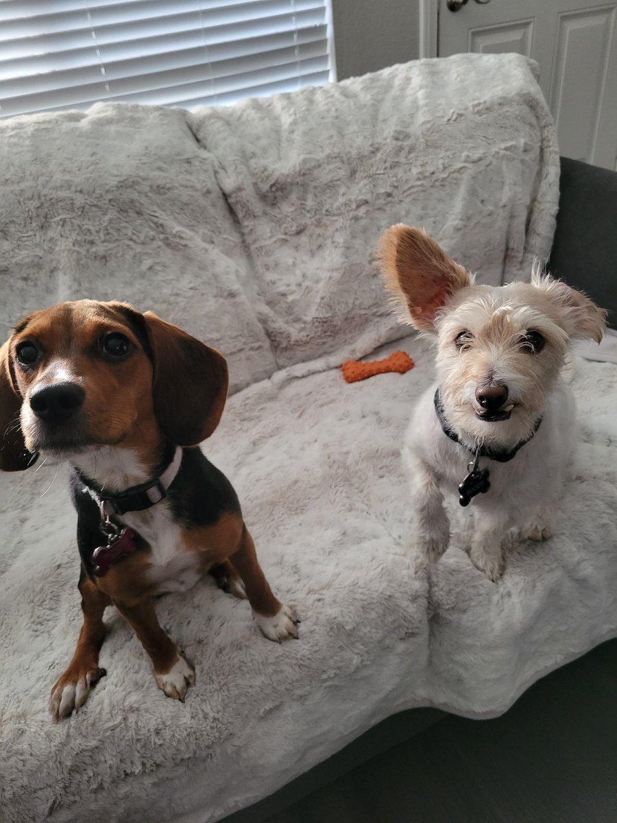 K_anthony05's tweet photo. Ahsoka &amp; Buddy 💜💙 https://t.co/hrTqLkMnCI