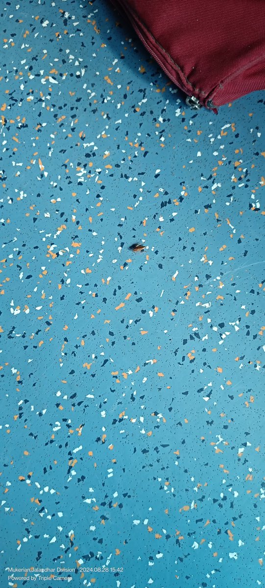 Dev9269's tweet image. .... and yes about Cockroachs we've compliant offline and online on Rail Madad as well. but not get till now any proper solution for that. also they closed the compliant attaching screenshot for your reference.
12472 PNR. 2316673075 @RailwaySeva @RailwayNorthern @rpfnrfzr 2/2.