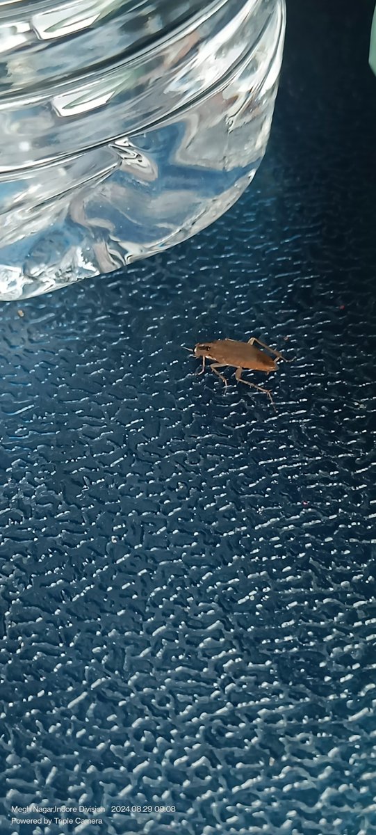 Dev9269's tweet image. .... and yes about Cockroachs we've compliant offline and online on Rail Madad as well. but not get till now any proper solution for that. also they closed the compliant attaching screenshot for your reference.
12472 PNR. 2316673075 @RailwaySeva @RailwayNorthern @rpfnrfzr 2/2.