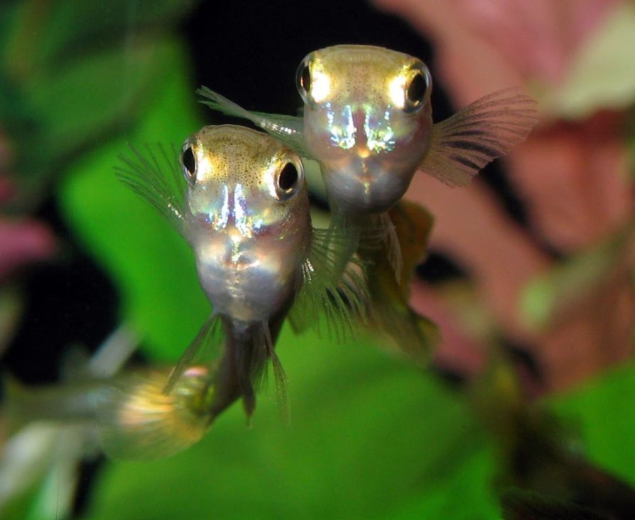 Journal of Animal Ecology (@animalecology) on Twitter photo "This study tests how chronic exposure to fluoxetine, a global pharmaceutical contaminant, disrupts intraspecific covariation in the behaviour, life history, and reproduction of wild guppies." - <a href="/UpamaAich/">Upama Aich</a> <a href="/GioPolverino/">Giovanni Polverino</a> <a href="/BBM_Wong/">Bob Wong (@bbmwong.bsky.social)</a> <a href="/gabriela_melogc/">Gabriela C. Melo</a> <a href="/HungTan_/">Hung Tan</a> <a href="/NosratiR/">Reza Nosrati</a> <a href="/farin_yp/">Farin Yp</a> 🐟 "This study tests how chronic exposure to fluoxetine, a global pharmaceutical contaminant, disrupts intraspecific covariation in the behaviour, life history, and reproduction of wild guppies." - <a href="/UpamaAich/">Upama Aich</a> <a href="/GioPolverino/">Giovanni Polverino</a> <a href="/BBM_Wong/">Bob Wong (@bbmwong.bsky.social)</a> <a href="/gabriela_melogc/">Gabriela C. Melo</a> <a href="/HungTan_/">Hung Tan</a> <a href="/NosratiR/">Reza Nosrati</a> <a href="/farin_yp/">Farin Yp</a> 🐟