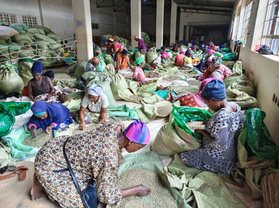 Happy Thursday! The new coffee season is here, and we're excited to bring you the freshest beans from our farms. #NewCoffeeSeason #SpecialtyCoffee #UgandanCoffee #FreshHarvest