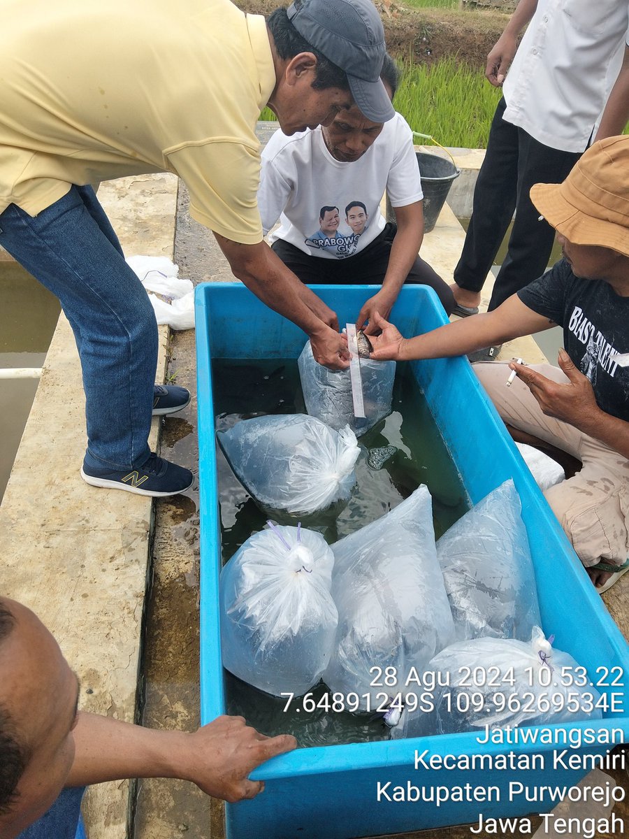 DyanfaAd's tweet photo. Rabu (28/08), Dian Fitri Astuti, Luhkan Kab. Purworejo, di Pokdakan Mina Makmur Ds. Jatiwangsan melakukan Pendampingan Tebar benih Gurame sbyk 1900ekor ukr 9-12cm
@PKBLU_bp3tegal
@pusluhkp
@kkpgoid
#GiatLuhkanSatminkalTegal #Purworejo #Kegiatan https://t.co/vKKPSxCEyf