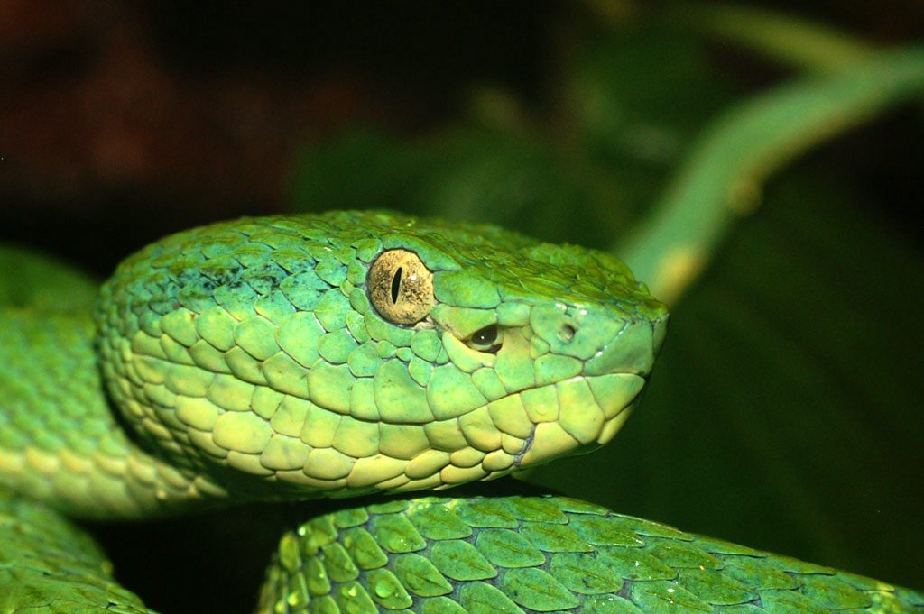 Living Machines-NCBS (@ncbstheory) on Twitter photo Pit vipers use infrared light to find prey in the dark. In this commentary @thattai explains how, using gossip as an analogy! <a href="/IAScBng/">IASc, Bengaluru</a>
Wisdom of (molecular) crowds: How a snake’s temperature-sensing superpower separates information from misinformation
link.springer.com/epdf/10.1007/s… Pit vipers use infrared light to find prey in the dark. In this commentary @thattai explains how, using gossip as an analogy! <a href="/IAScBng/">IASc, Bengaluru</a>
Wisdom of (molecular) crowds: How a snake’s temperature-sensing superpower separates information from misinformation
link.springer.com/epdf/10.1007/s…