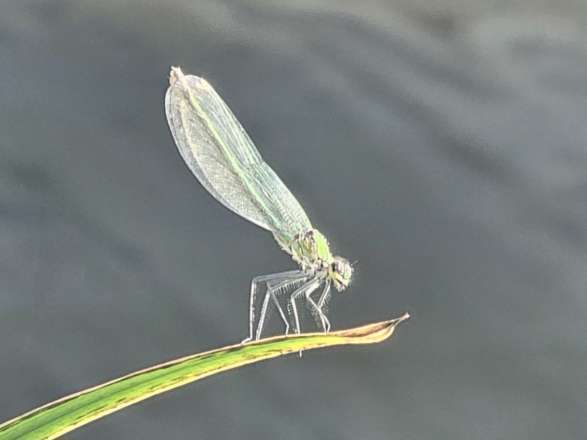 HikingManchest1's tweet image. Good morning. Dragonfly on the River Thames for #insectThursday

#SpottedonmyWalk