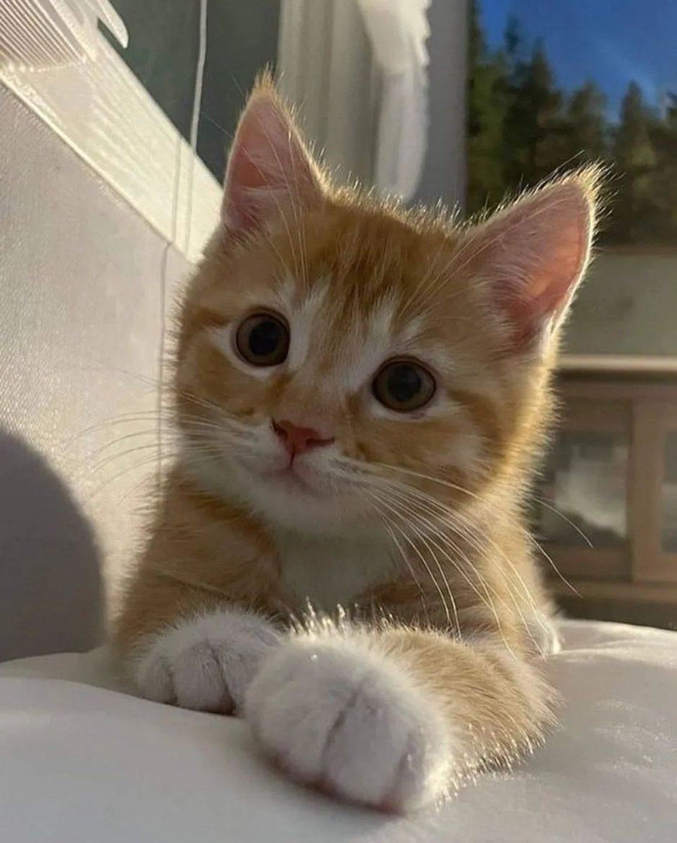 Punch Cat tweet media