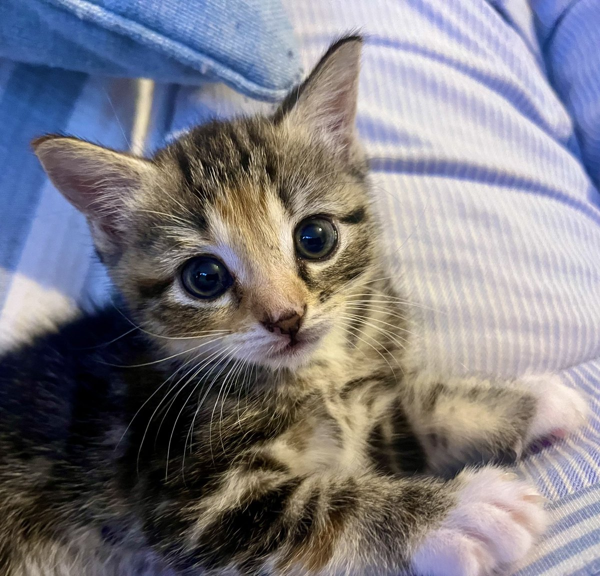 Malcolm_theCat's tweet photo. Friends! PART 3 (please read Parts 1 & 2 first if you haven’t already).

Mum had a sleepless night worrying about Percy’s missing Brother and Sister. By now we had discovered all three kittens were only 5 weeks old. 
But then a miracle happened. Early the next morning, at 7am, our lovely neighbour tapped on our door. Percy’s Brother had appeared in her garden. He was ginger and beautiful. Ten minutes later our neighbour knocked again. This time she had found Percy’s sister. She looked very like Percy. We named them Ron and Cleo.
So then we had 3 tiny kittens to look after. We can’t and won’t discuss the original owner’s circumstances here because that wouldn’t be fair, but the kittens now need to be looked after. After taking advice, Mum & Dad decided they will take care of them until they are at least 12 weeks old. That is the right thing to do. They need love and kindness. It’s a big undertaking when there’s already myself, Baby Dog (and usually Ralphy) in the house. Whether they will stay with us, or go to other loving homes at 12 weeks, we don’t know. Mum says she doesn’t want to think about that yet. She is focussing on caring for the kittens now. 
We’ll continue to share their story with you. You’ll especially want to know how they are getting on with myself and Baby Dog. We’ll keep you up to date. It’s going to be an Adventure!
#Kittens #Percy #Ron #Cleo