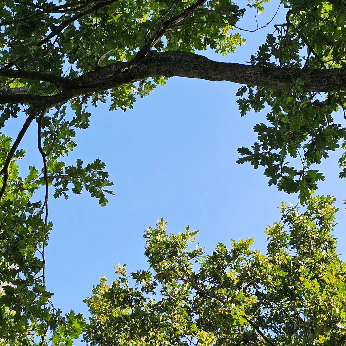 DuylsBos's tweet photo. De zomereik laat al hier en daar wat eikeltjes vallen met hun mooie dophoedje er nog aan 🌳
#eik #eikenboom #zomereik #quercusrobur #augustus #eikeltjes #opdegrond #indenatuur #natuurinaltena #kijkomjeheen https://t.co/gBBCIIBpxF