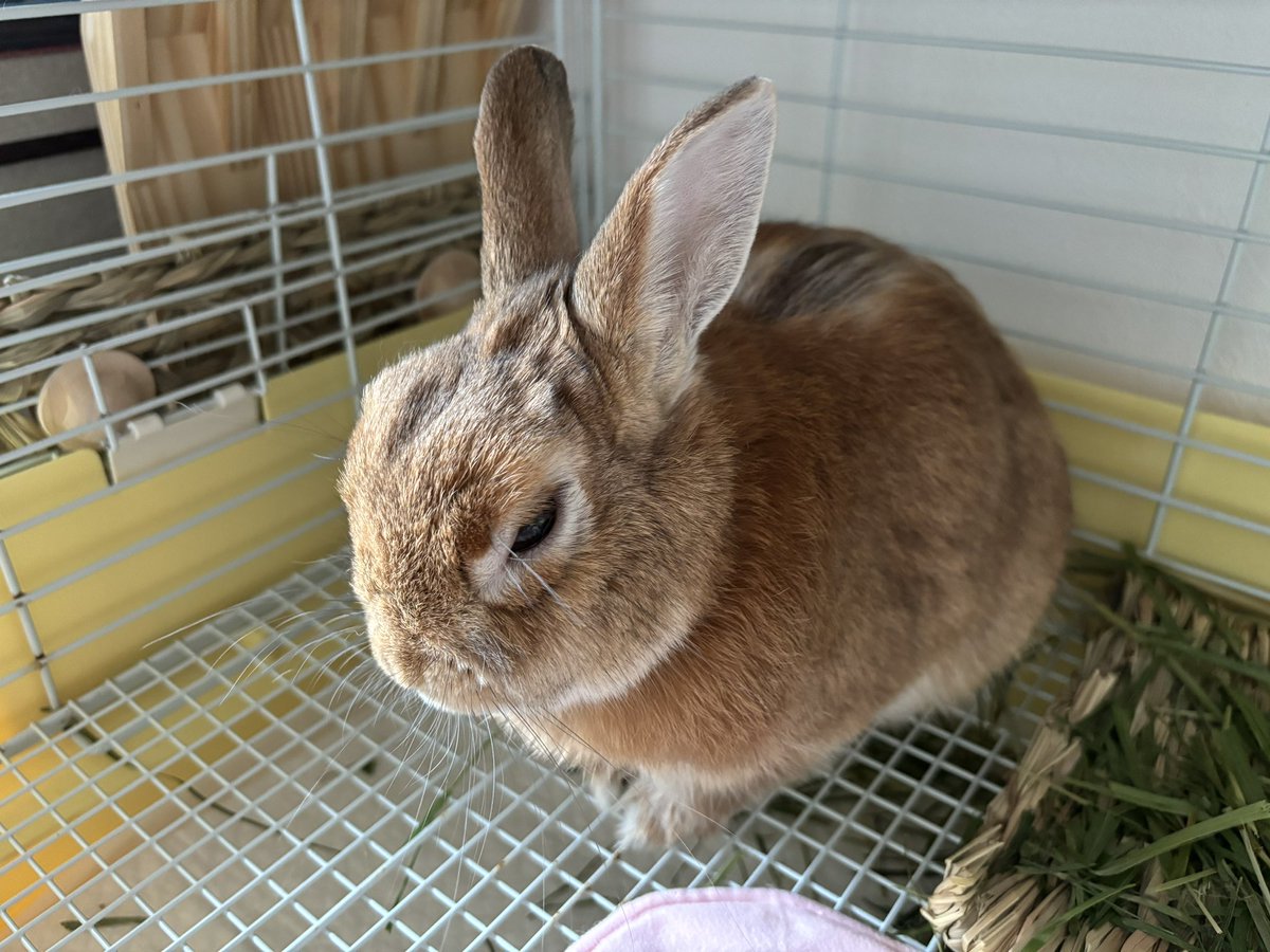 脱皮かってレベルの換毛期

🐰疲れた…。