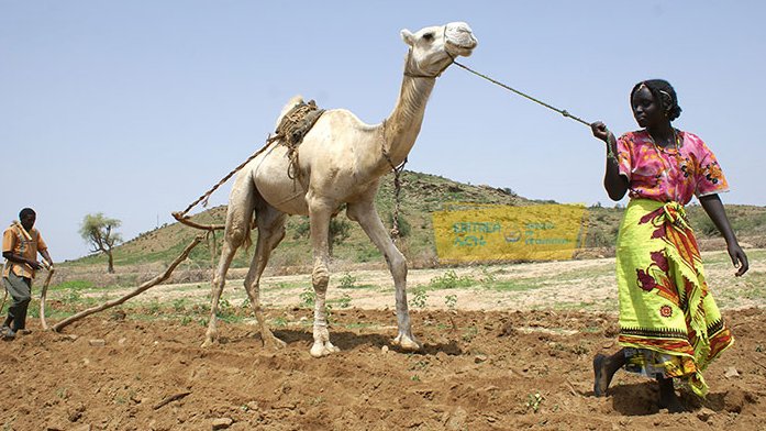 Erihistory's tweet image. The #Kunama ethnic group are one of the early inhabitants of #Eritrea. They speak Kunama, which belongs to the #Nilo-Saharan language group, and live in an area that is suitable for farming and rearing animals. The Kunama ethnic group is classified into four clans — Shuwa,