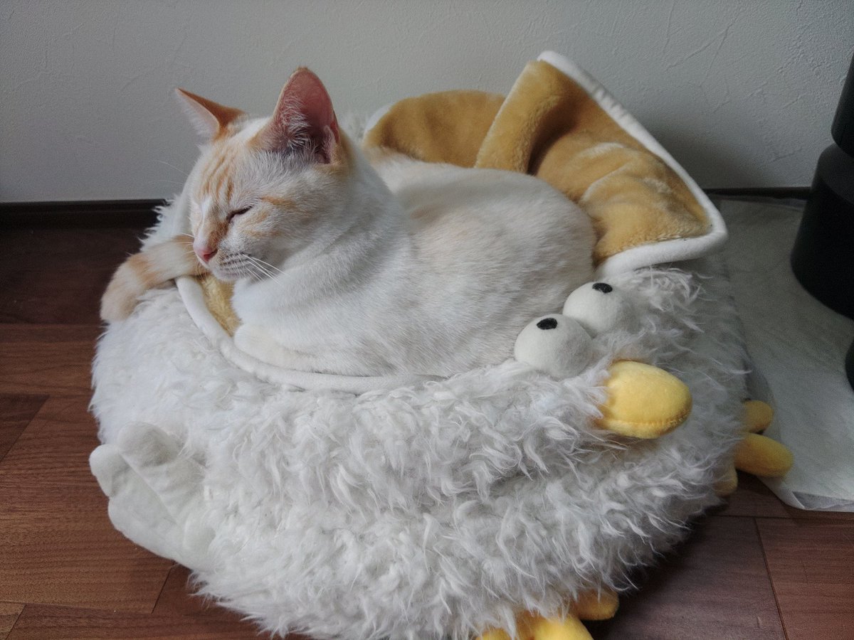 KabaWorks's tweet photo. ヒヨコベッドでくつろぐウィケットさん。ヒヨコ...チキンに見えるけれど、ヒヨコです。 https://t.co/UAXMY1uNWF