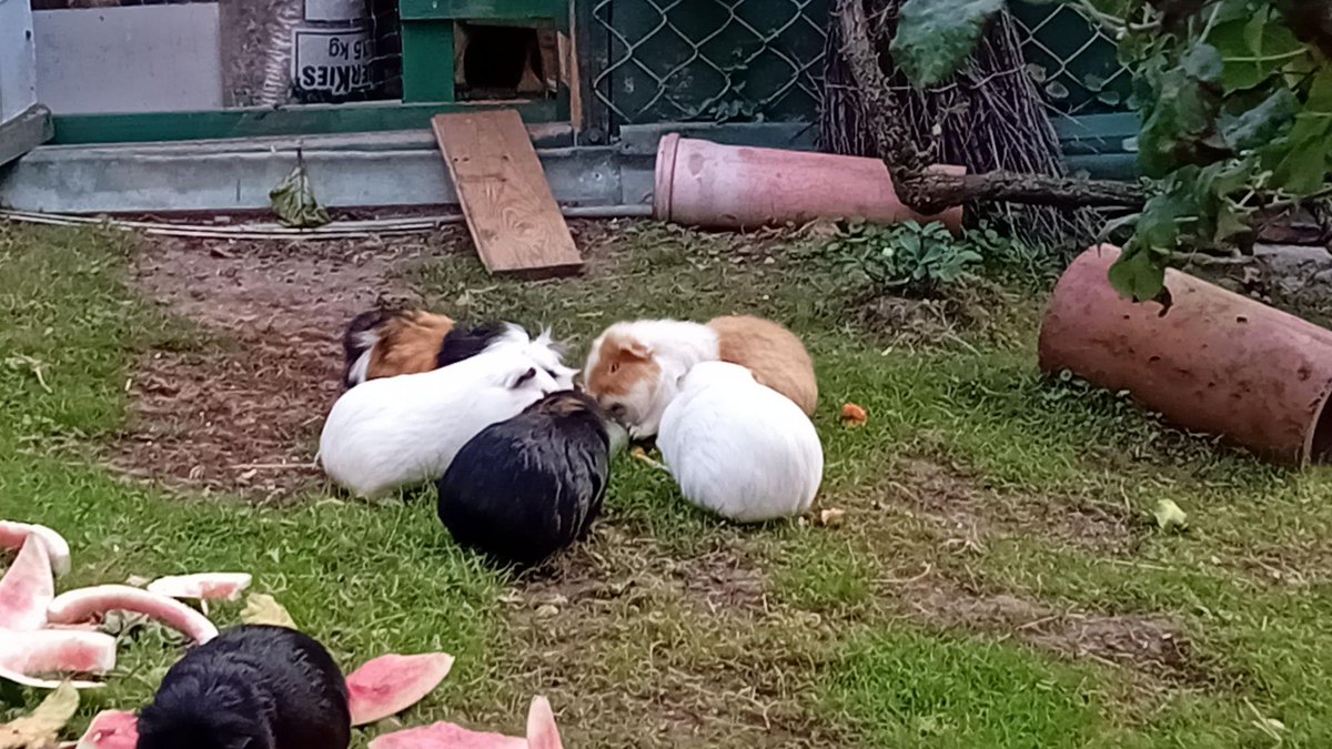 Der Rat der Schweine nagt