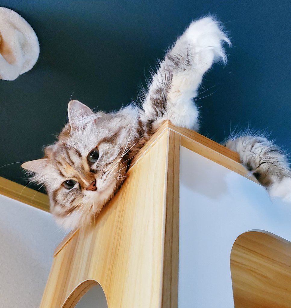 nekoshimailove tweet picture
