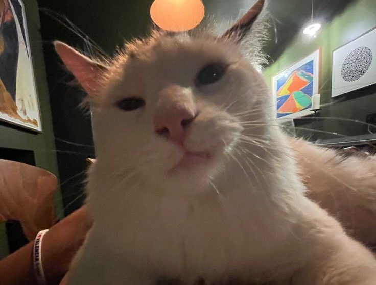 ᴶᵘˢᵗᵗᵗ ᴾᵃᵛ ‘ tweet media