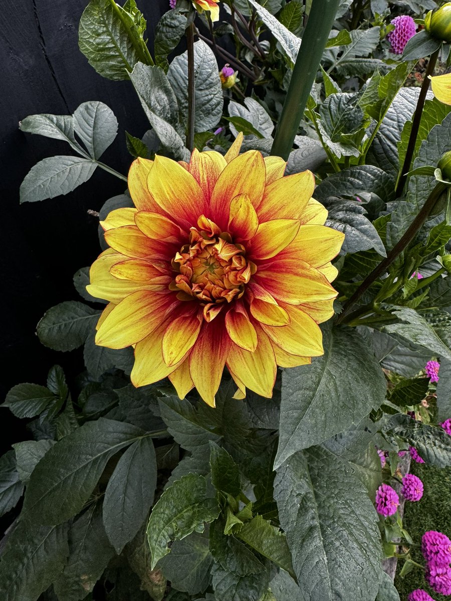 gazsplot's tweet photo. #Dahlia #DahliaLove #dahlias #DailyDahlia #Flowers #blooms #Allotment #gardening #GardeningTwitter #GardenersWorld https://t.co/Lfoi9FF65o