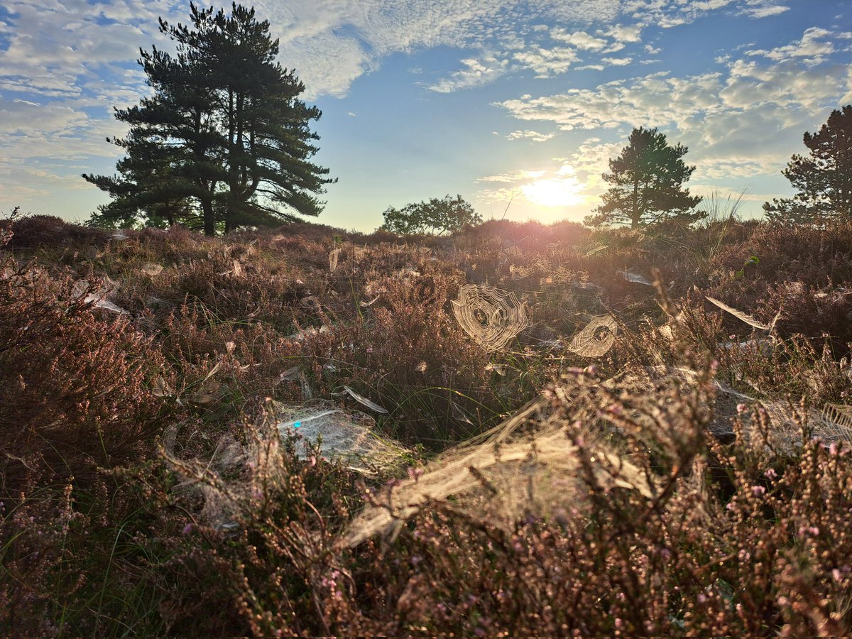 marjanna v.d. meulen tweet media