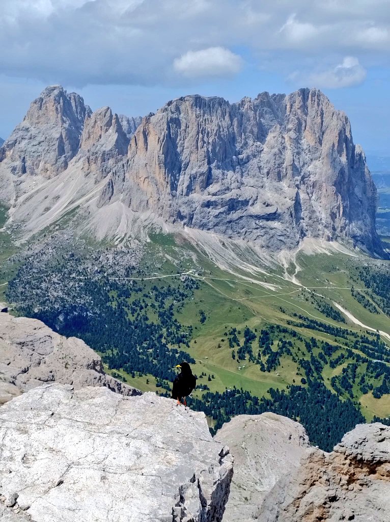 xabras80's tweet photo. Sassolungo e Sassopiatto dalla ferrata delle Mesules https://t.co/zhDCuA16wC