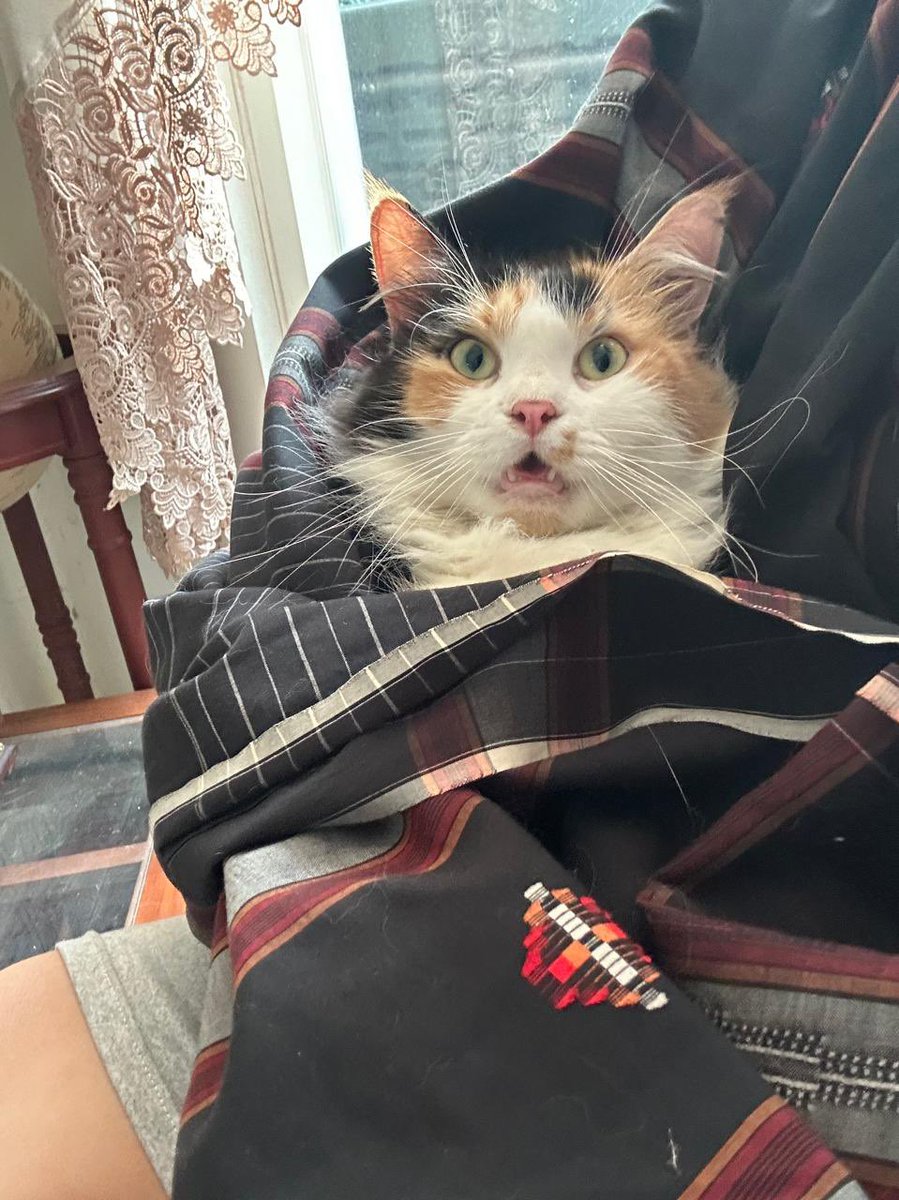 Kangen kucing sedikit liar itu🥹