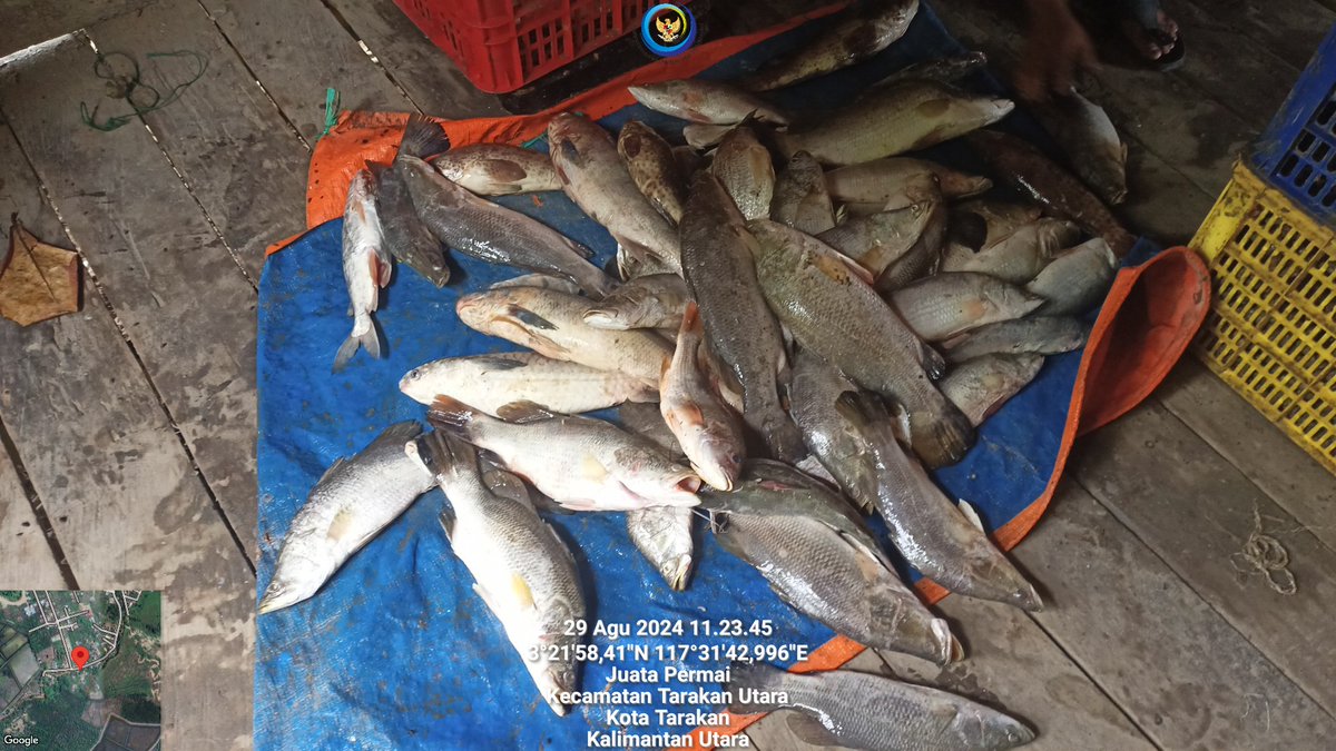 arioam17's tweet photo. Kamis (29/08), Ario Anggara M, Luhkan Tarakan, di KUB Nelayan Bengawan Jaya Kel. Juata Permai melaporkan produksi tangkapan Baramundi 35kg, Arut 5kg, Kurau 15kg, Senangin 10kg, Gulamah 3kg, Puput kg, Kerapu 8kg
#GiatLuhkanSatminkalBPPPBitung #PusLuh #BPPPBitung #Tarakan #Tangkap https://t.co/aLJ5tkvWvq