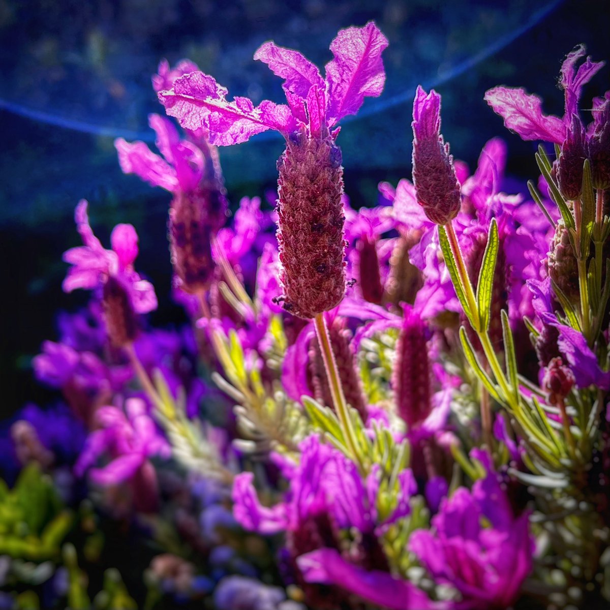 ZenCatPottery's tweet photo. I took an #iphoneography class and these are some of my photos 
#iphonography #iphoneonly #iphoneediting #editedonaniphone https://t.co/InAI7JNoEz