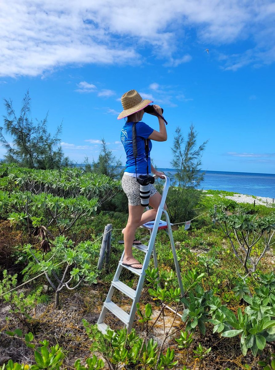 Bird Conservation New Caledonia tweet media