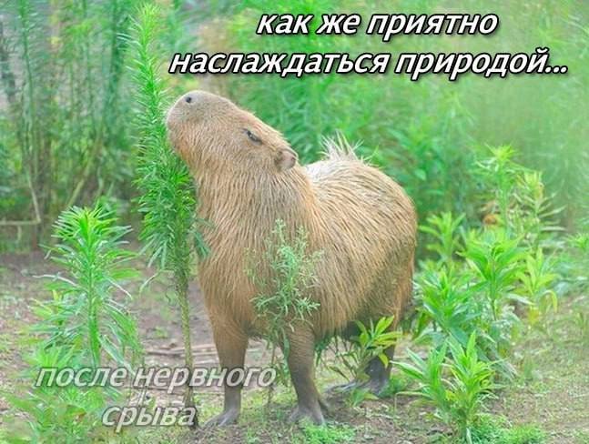 🐸жабья принцесса👑 tweet media