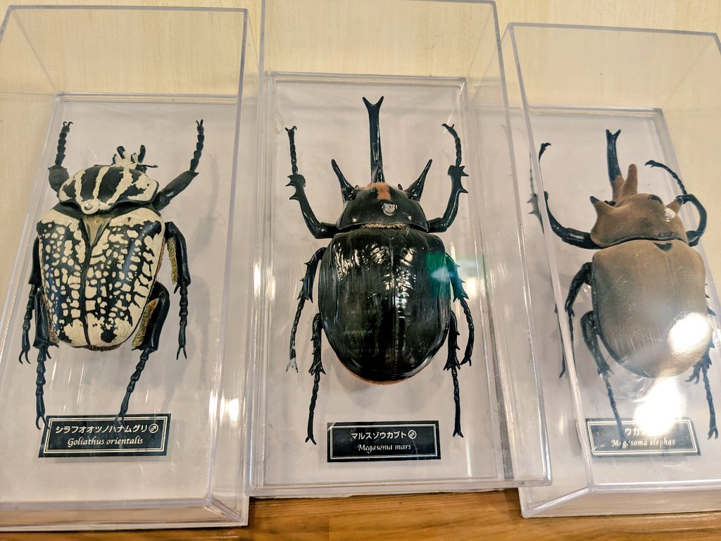 カブト50 (@sky120447) / Posts / X