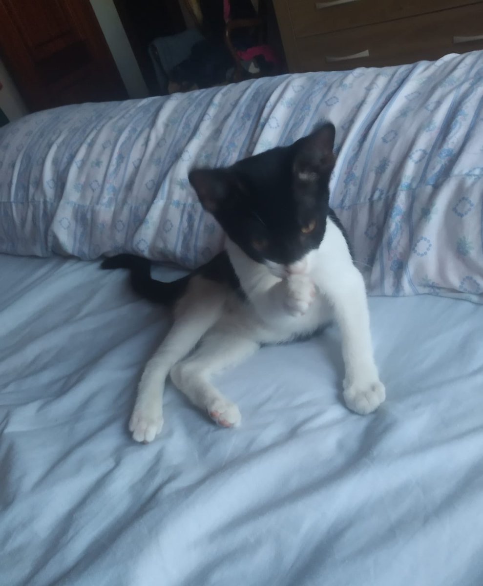 Fernando tweet media