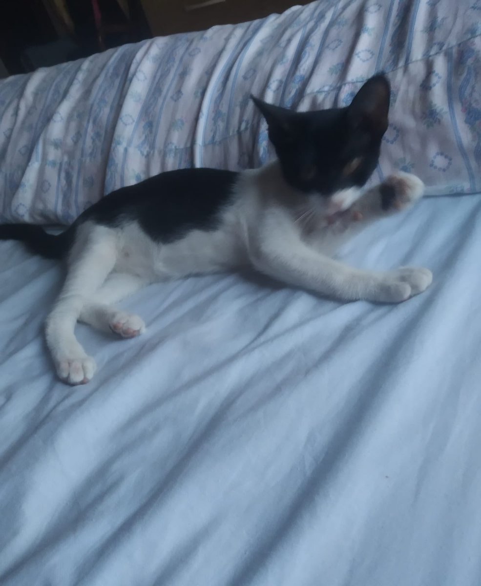 Fernando tweet media