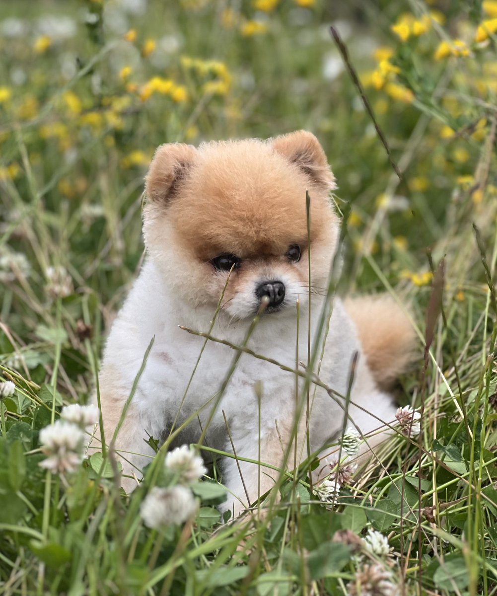 nowzaddavid's tweet photo. @Algarve321 @PenFarthing @ClaretPress Little Ewok is now living the dream in Devon https://t.co/v8hBqJlPpE