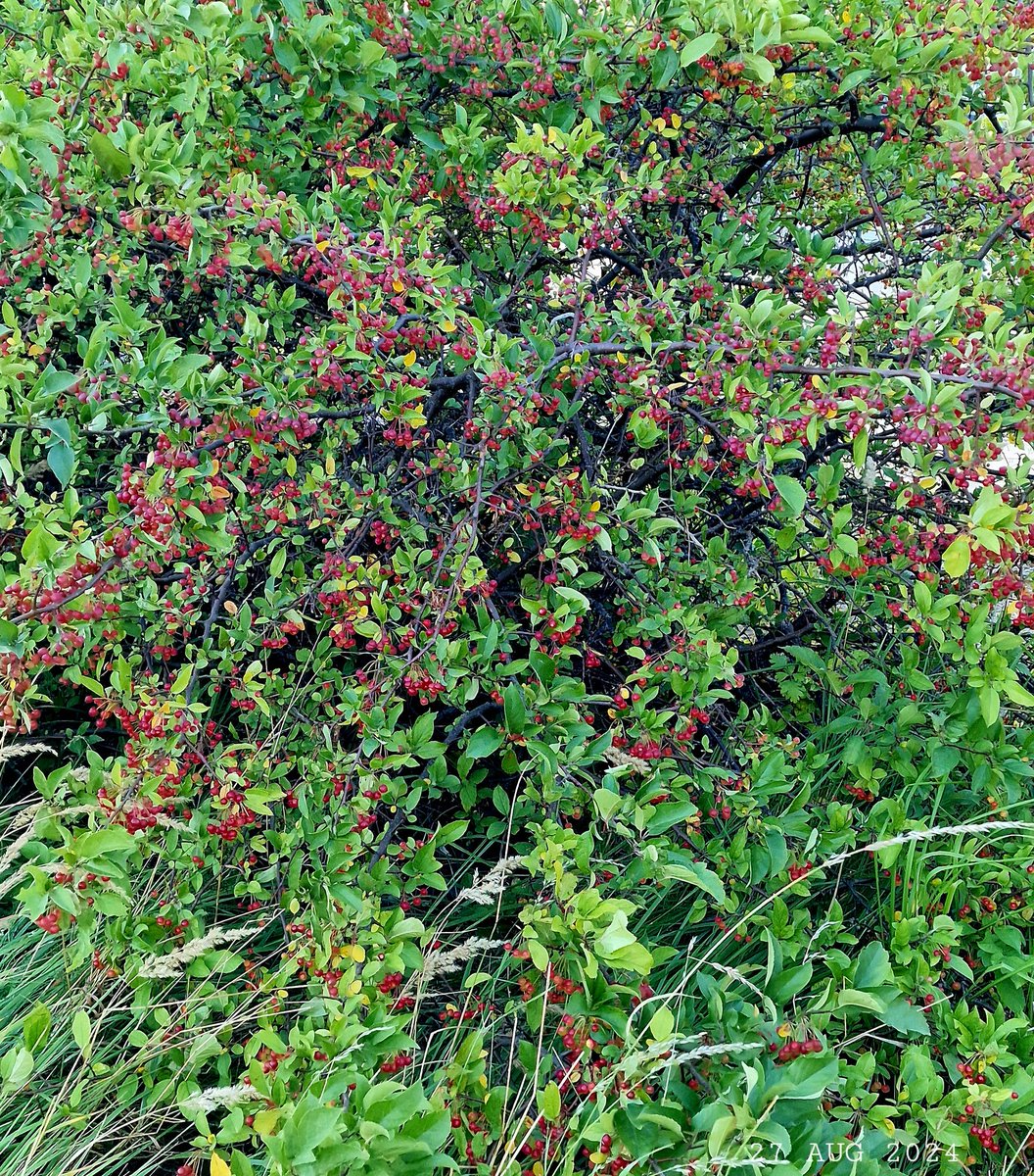 IDadzkov's tweet photo. Red small fruits of the toringo hedge crabapple.  Красные яблочки кустовой дикой декоративной яблони.
#nature #summer #ripening #SmallApples #crabapple #bush #RipeningPhoto https://t.co/cEZpBYiWXO