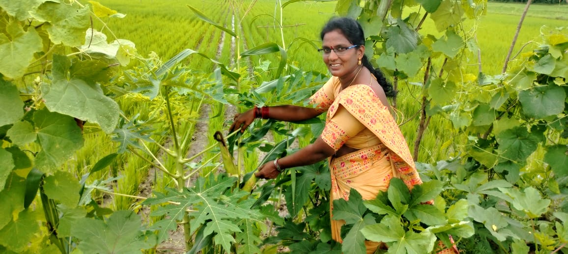 IGGAARL (@iggaarl) on Twitter photo విజయనగరం జిల్లా, కొత్తపాలెం రైతు, <a href="/iggaarl/">IGGAARL</a> మెంటార్ కాసులమ్మ పండిస్తున్న ఎకరా వరిలో 5 అడుగుల గట్టు పై  33 రకాల బహుళ పంటలను పరిశీలించి అభినందించిన రీజనల్ అధికారి జి.హేమసుందర్. FSC విద్యార్ధులు ఈ పద్ధతిని పాటించి అదనపు ప్రయోజనాలు పొందాలని ఆయన అన్నారు. <a href="/vijaythallam/">Vijay</a>, <a href="/samuelanand09/">Samuel Anand Kumar</a> విజయనగరం జిల్లా, కొత్తపాలెం రైతు, <a href="/iggaarl/">IGGAARL</a> మెంటార్ కాసులమ్మ పండిస్తున్న ఎకరా వరిలో 5 అడుగుల గట్టు పై  33 రకాల బహుళ పంటలను పరిశీలించి అభినందించిన రీజనల్ అధికారి జి.హేమసుందర్. FSC విద్యార్ధులు ఈ పద్ధతిని పాటించి అదనపు ప్రయోజనాలు పొందాలని ఆయన అన్నారు. <a href="/vijaythallam/">Vijay</a>, <a href="/samuelanand09/">Samuel Anand Kumar</a>