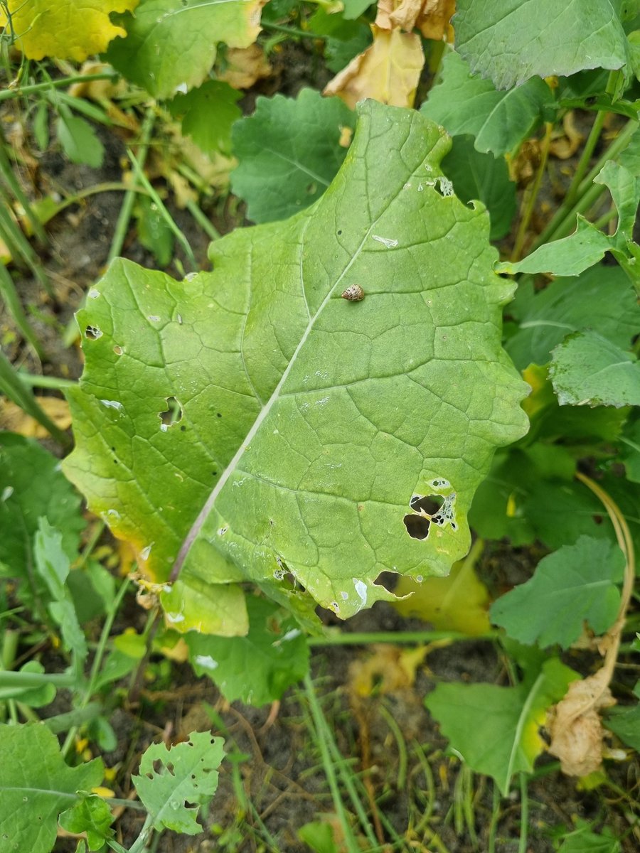 All varieties have reached growth stage 70 (BBCH-scale), with rat affected varieties having grown back reasonably well (shown in photos 1 and 2). Snails have been detected in our trial eating leaves across all varieties. #ilovecanola #ihatesnails #curtinag #curtin