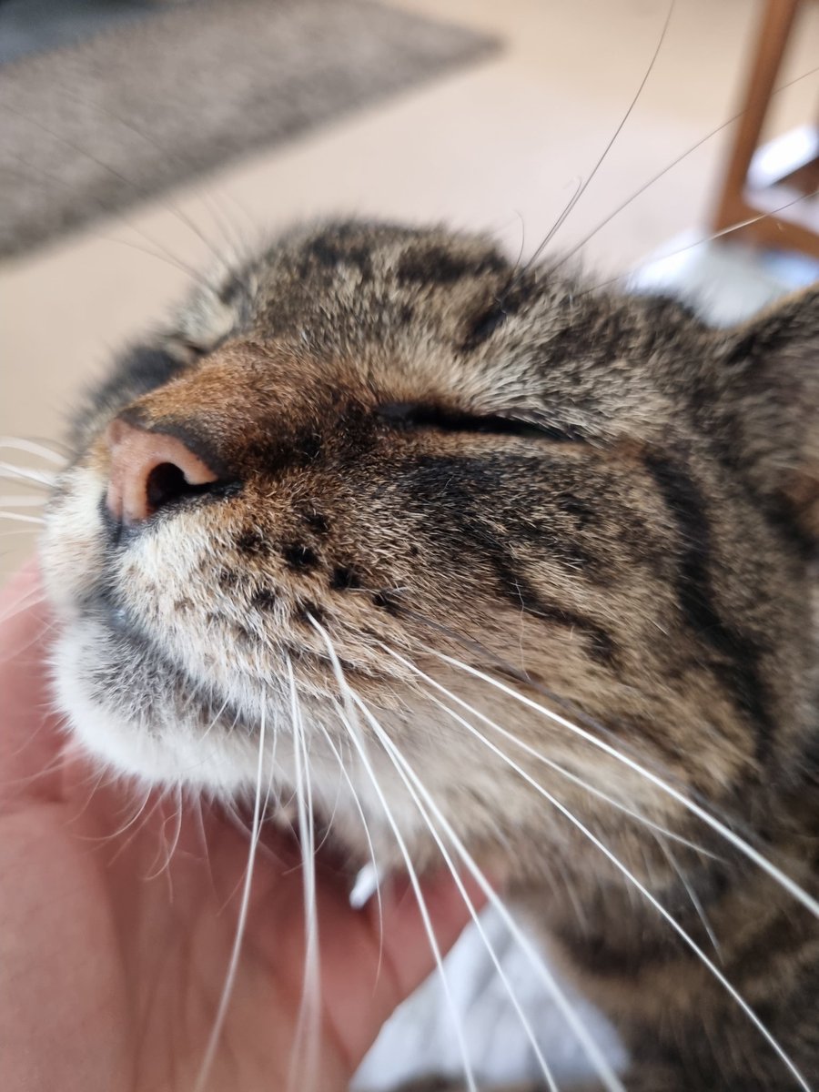 Hi pals, not only did the pawrents abandon us over the long weekend, but mum came back poorly 🙄 I've been back on CatNurse duty. But mum's well enough to give me some chin scritches today. PUSS, WHEELBARROW and DUVET #Hedgewatch
Mack ✨️