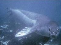 Le 22 juillet 2003, la biologiste britannique, Kirsty Brown, spécialiste de la faune aquatique, est morte alors qu'elle faisait de la plongée sur les côtes de l'Antarctique. 

Un léopard de mer l'a attrapé et entraîné vers les profondeurs.