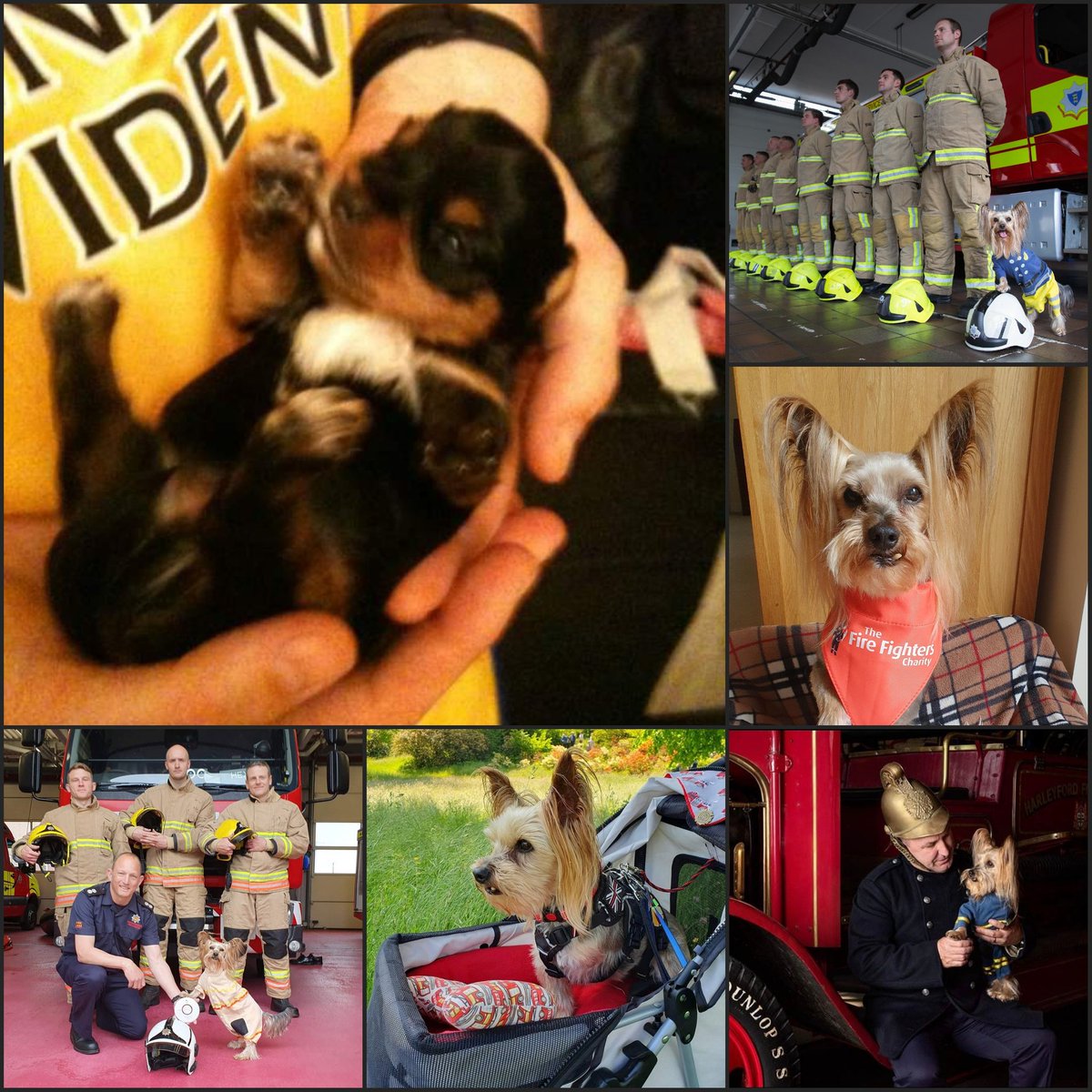 Today I does be 14 years young!

Can yous believes it?  Not a card, present or Fire Engine in sights!

 #MrPels #BarkshireFirefighter #tripawd #birthdaycelebration