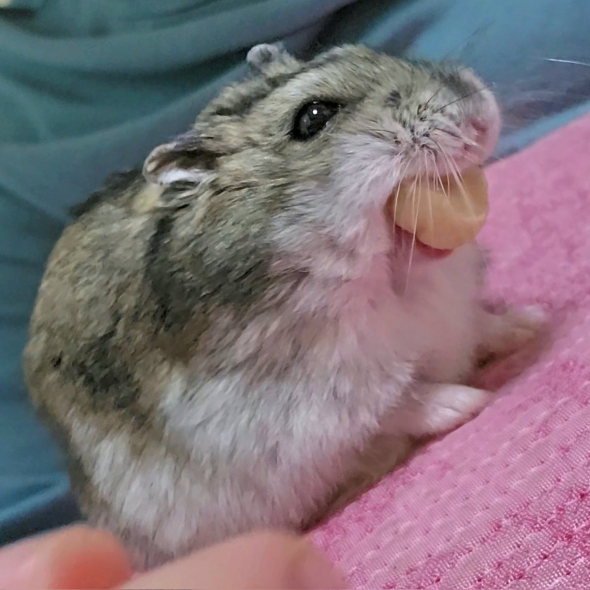 사냥에 성공한 아기비단털쥐