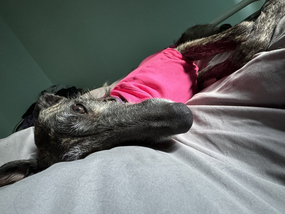 Freydis 2023 🐶 Sprocket 2012-2023 ❤️ 🌈 tweet media