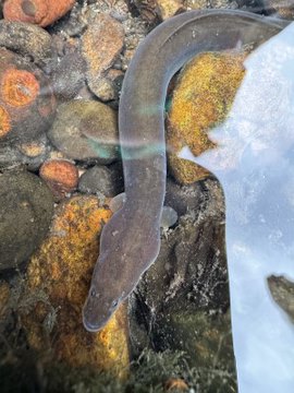 The Rivers &amp; People volunteering group, who are in Lewisham's rivers each week have had a good summer of spotting European Eels. 
We've seen many in both the Quaggy and the Ravensbourne which is a wonderful sight!