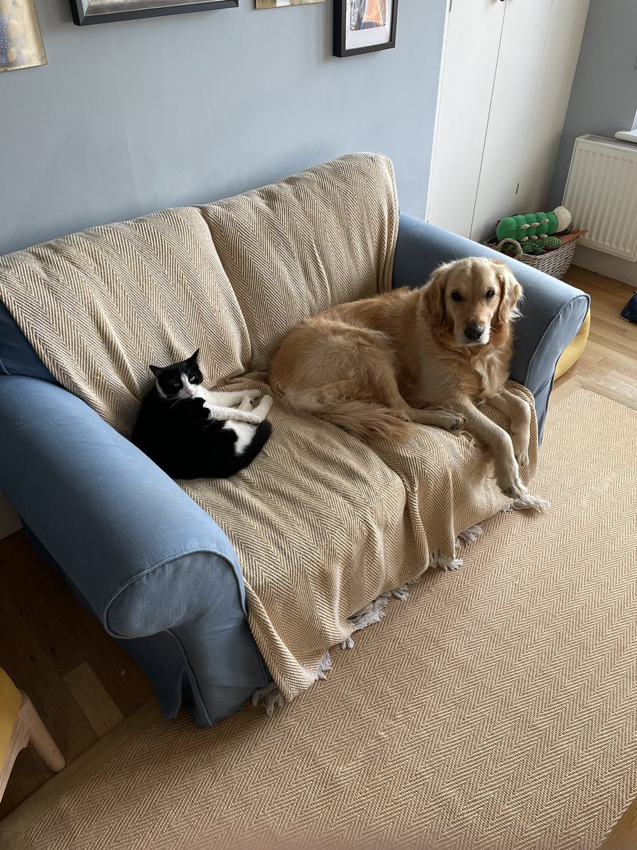arthritisbham's tweet image. Finally after 4 years Mabel and Mushy Pea (honestly it’s the cat’s name) have come to share each others bed 🤩