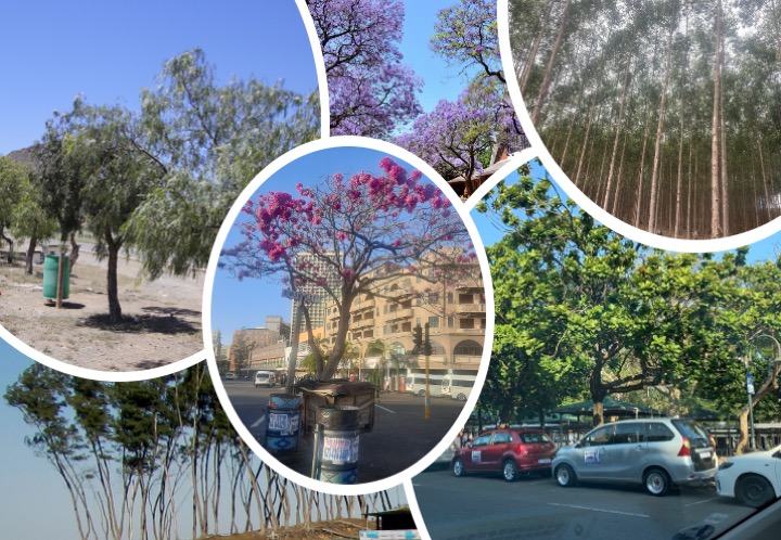 Many nature-based solutions in South Africa involve manipulating the cover and diversity of trees. Data from iNaturalist was used to compile a “living inventory” of planted trees to inform such initiatives. tinyurl.com/yvu2unzp.