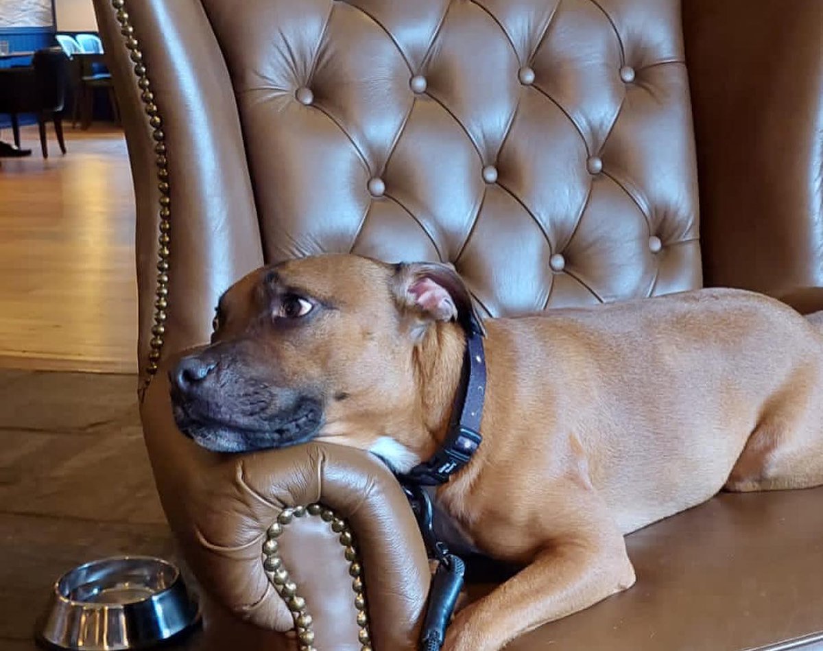 PubstuffLtd's tweet image. Beautiful, luxurious and a real scene stealer. 

No we aren't selling this handsome chappy!

Our Chester Wing Chairs our high quality and real leather built to last in your venues.

lnkd.in/e56sd7_B

#pubstuff #pubstuffdelivers #pubfurniture #chairs #freshlook #newopening