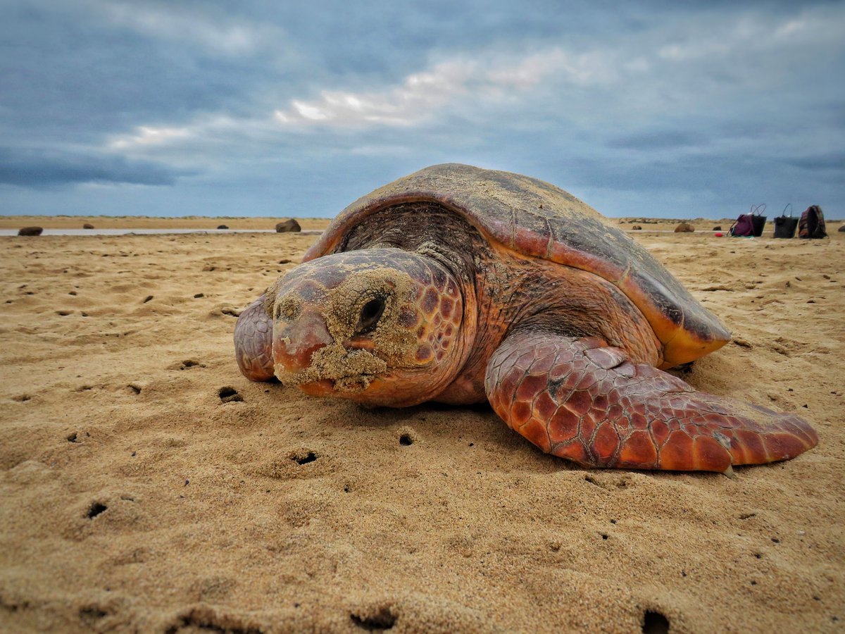 Eizaguirre Lab (@eizaguirrelab) on Twitter photo Happy to share our preprint by <a href="/eugeniecyen/">Charley Yen</a> et al! We produced a chromosome-scale genome & methylome for a loggerhead #SeaTurtle from the Cabo Verde nesting group 🇨🇻🐢 We use these resources to yield #genomic & #epigenomic insights for #conservation of these threatened species Happy to share our preprint by <a href="/eugeniecyen/">Charley Yen</a> et al! We produced a chromosome-scale genome & methylome for a loggerhead #SeaTurtle from the Cabo Verde nesting group 🇨🇻🐢 We use these resources to yield #genomic & #epigenomic insights for #conservation of these threatened species