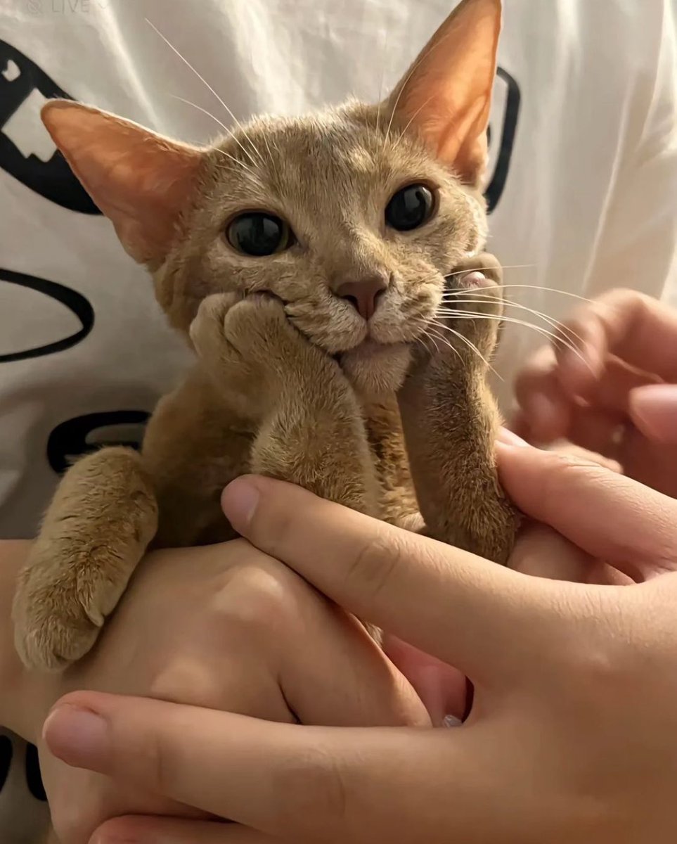 yoongi cat pics tweet media